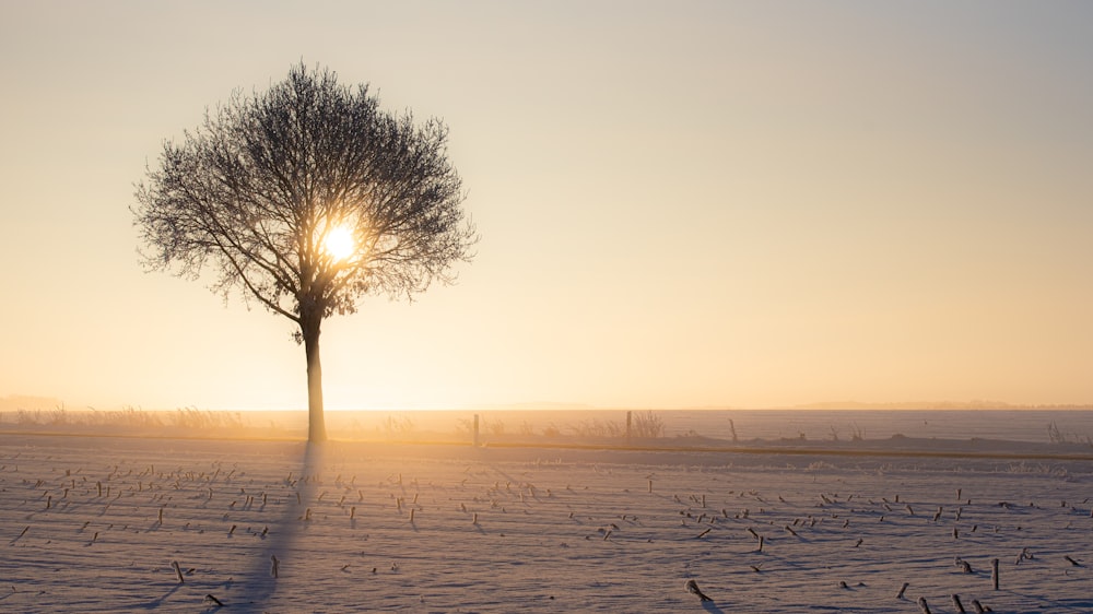 leafless tree on gray sand during sunset