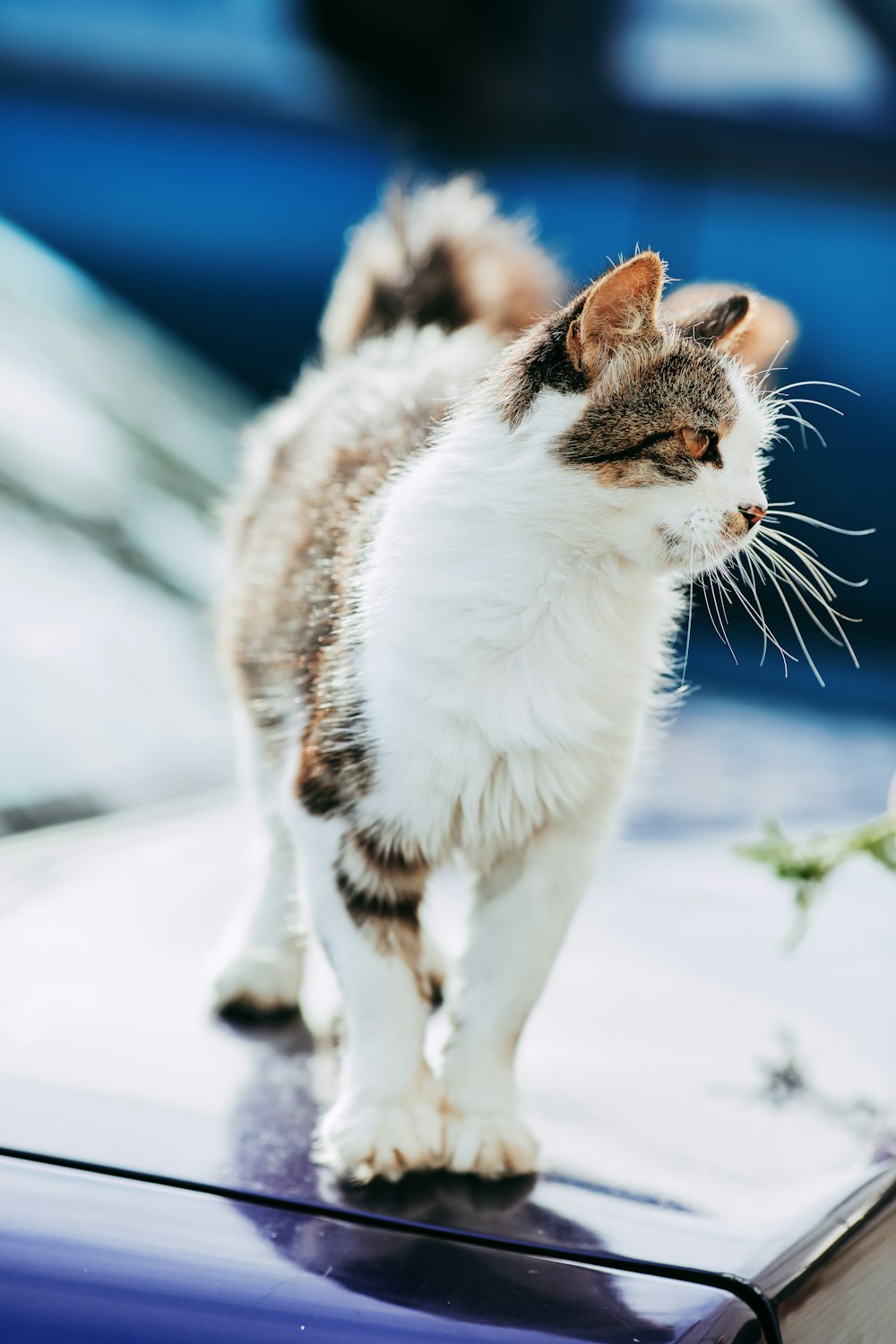 white and brown cat on snow covered ground