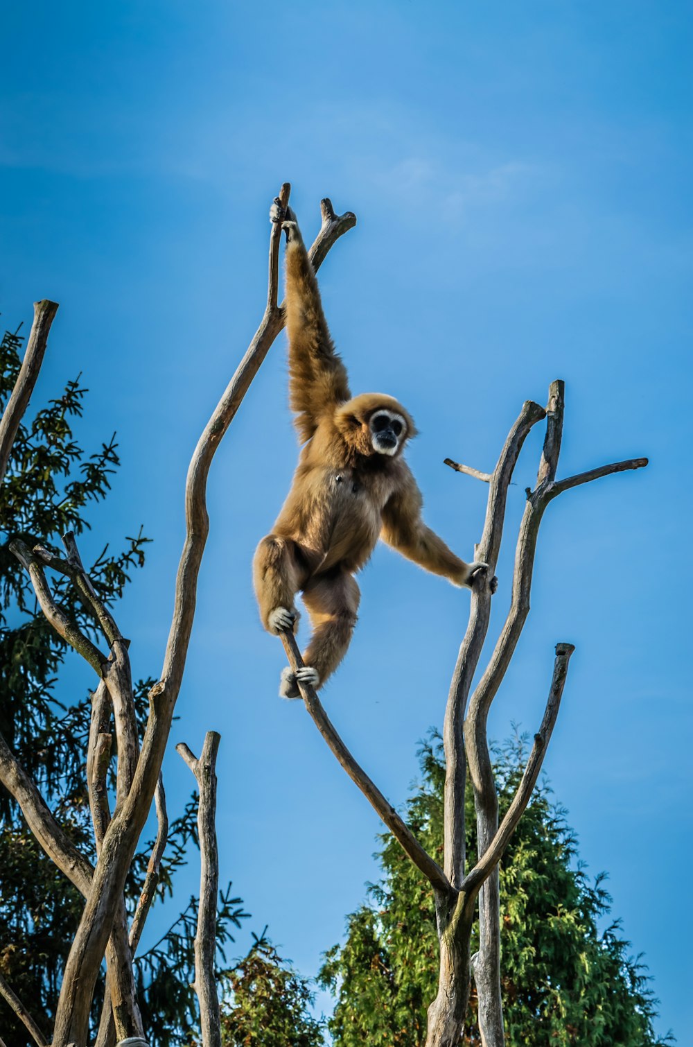 brown monkey on brown tree branch during daytime