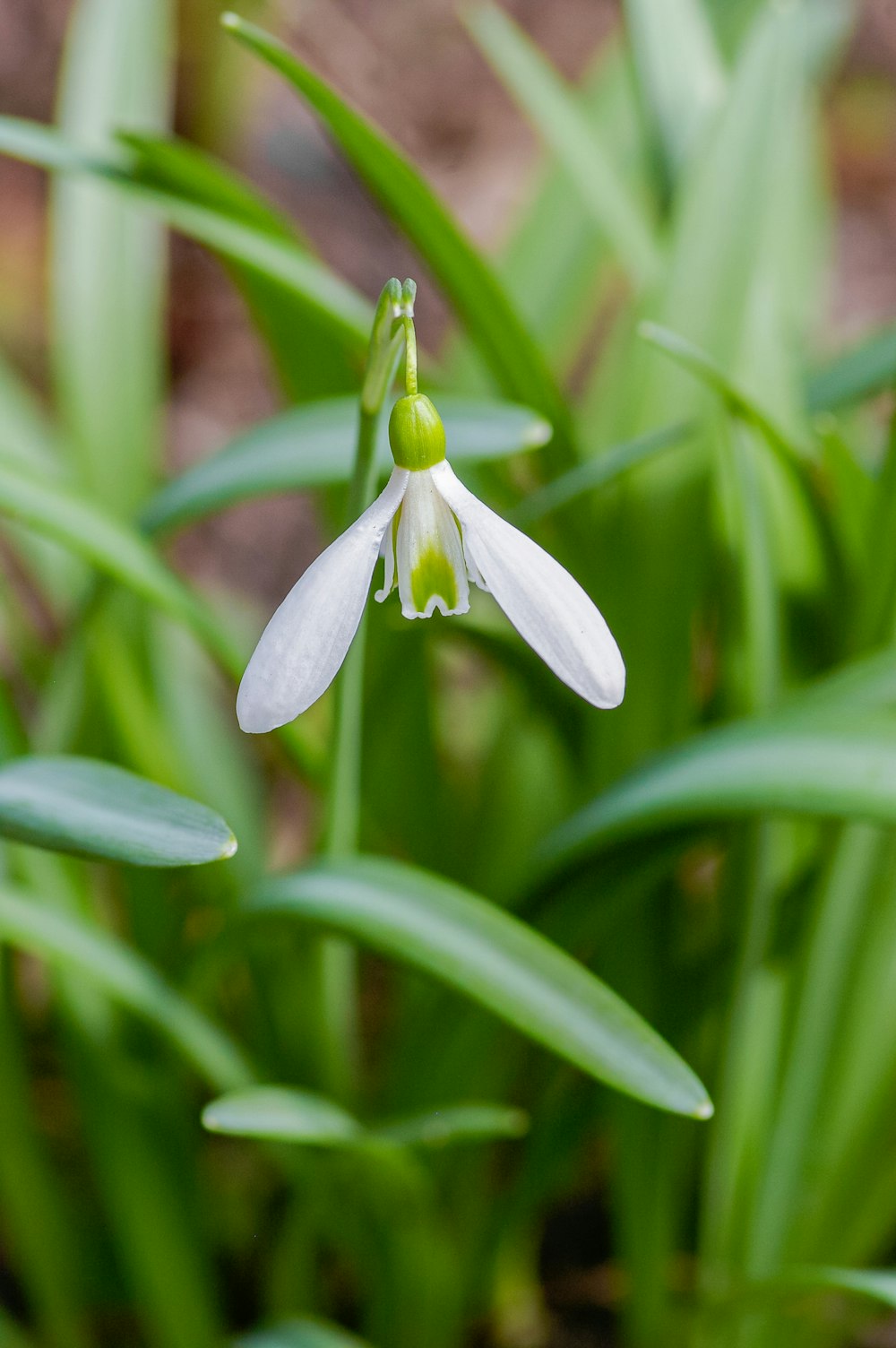 green plant bud in close up photography