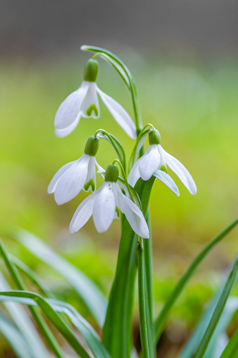 Fleur blanche dans une lentille à bascule