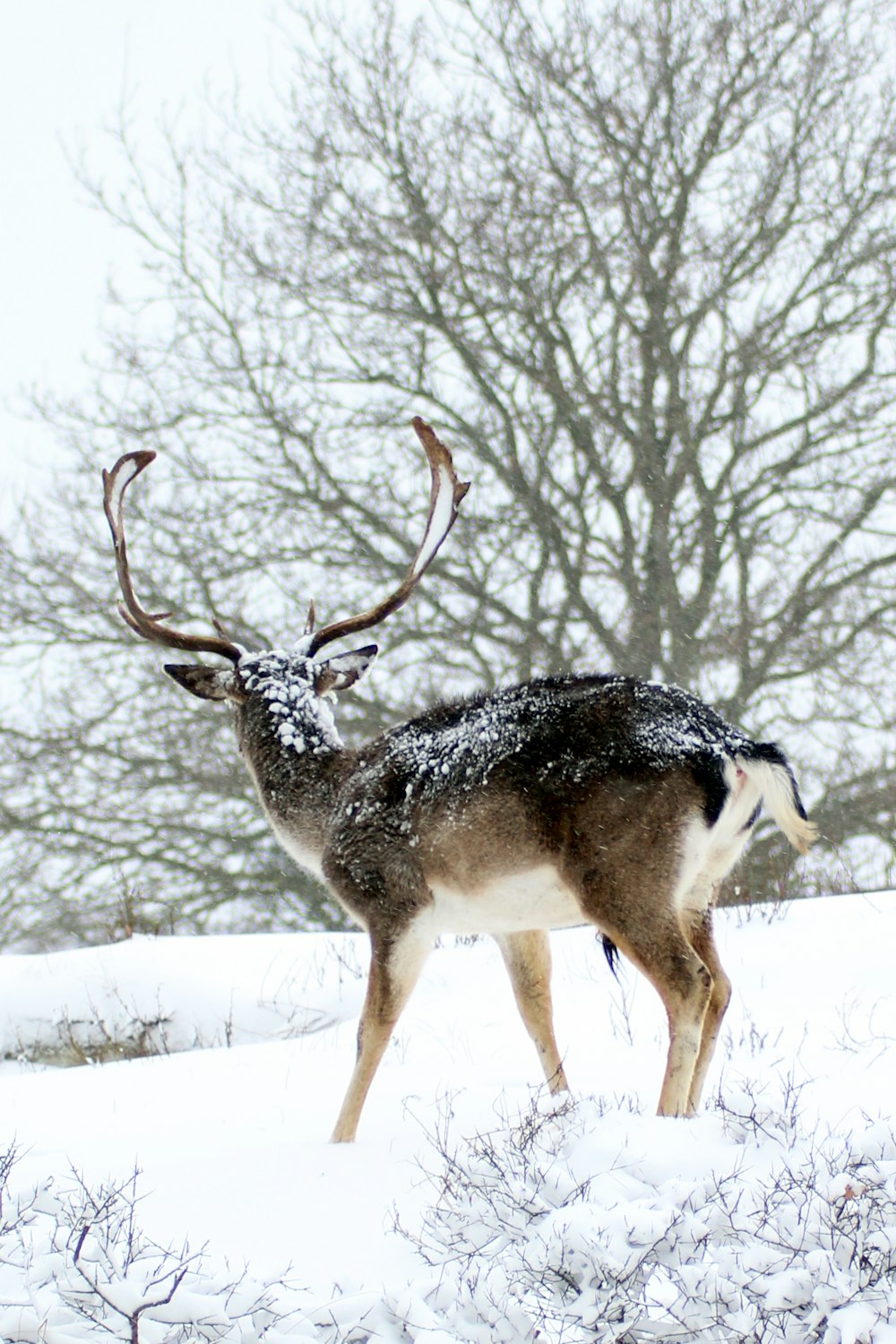 brown and black deer on snow covered ground