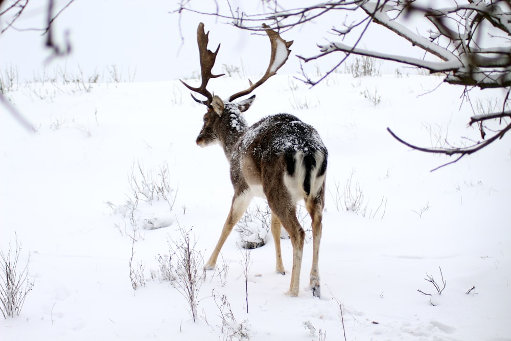 brown deer on snow covered ground during daytime