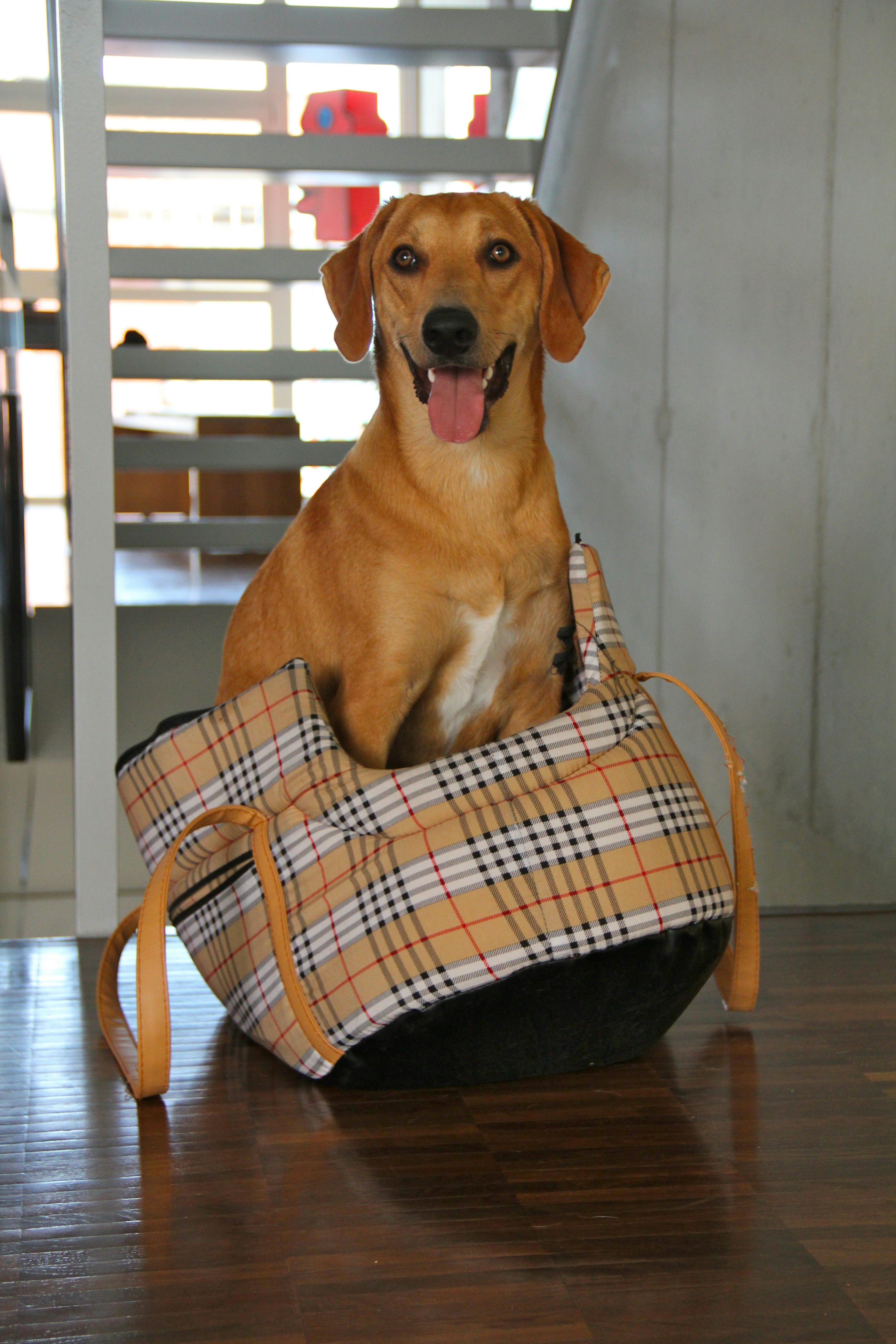 brown short coated dog on black and white plaid pet bed