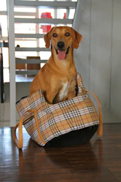A happy dog enjoying a natural, homemade snack in a cozy home setting.