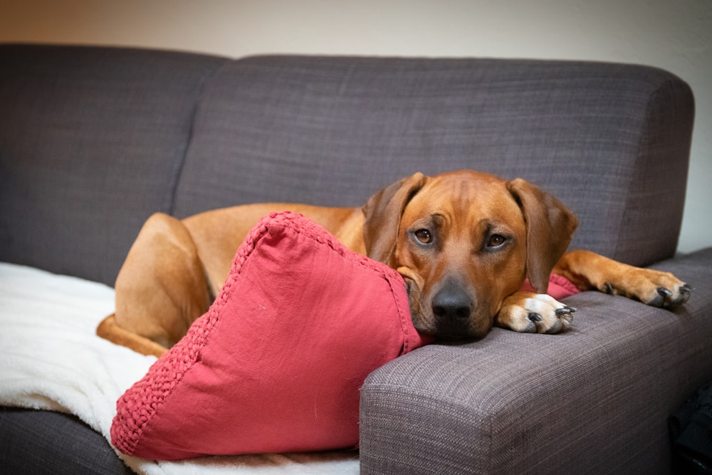 brown short coated dog lying on couch