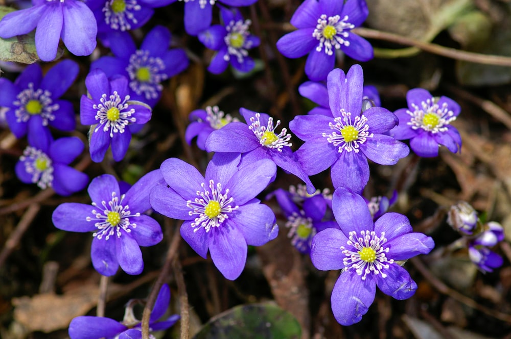 purple flowers in tilt shift lens