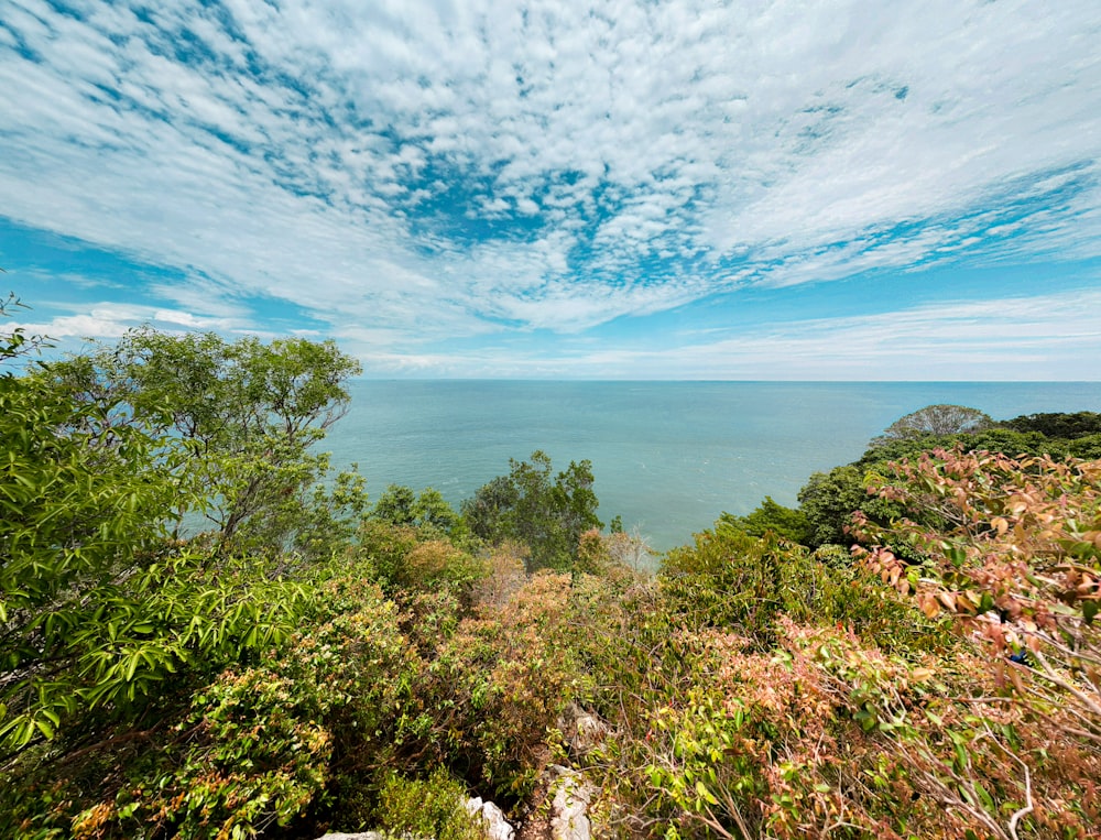 green trees near body of water under blue sky and white clouds during daytime