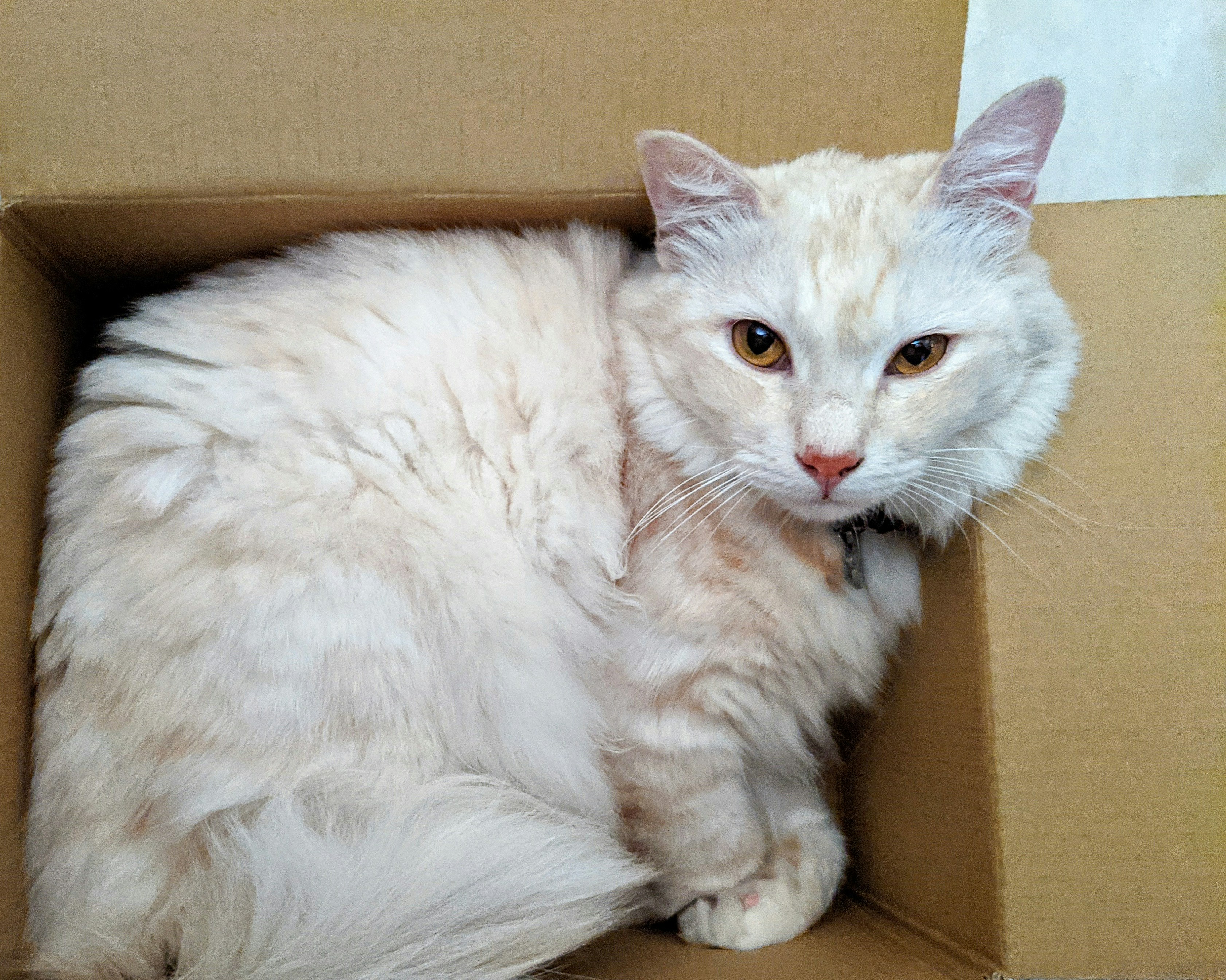 A fluffy black and white cat curiously peeking out from a cozy cardboard box.