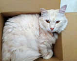 A fluffy black and white cat curiously peeking out from a cozy cardboard box.
