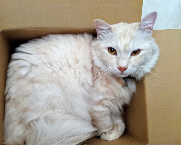 A fluffy grey and white rescue cat curiously peeking out from a cardboard box.
