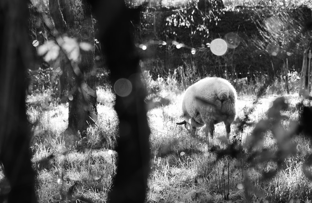 grayscale photo of a sheep on a grass field