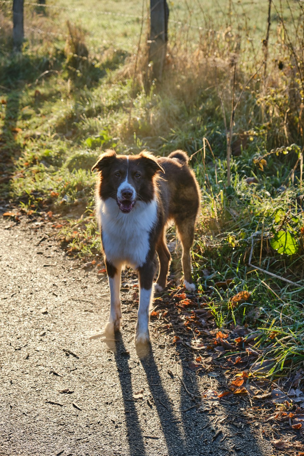 chien moyen à poil long brun et blanc debout sur le sol pendant la journée