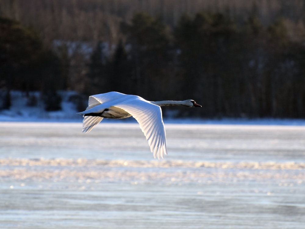 white bird flying over the water during daytime