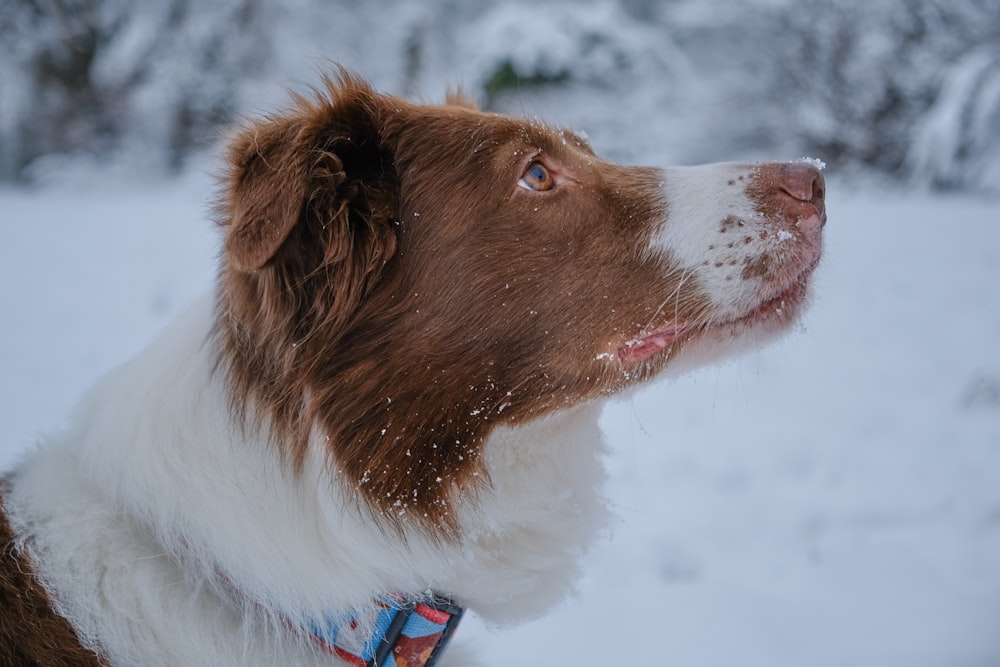 brown and white border collie on snow covered ground during daytime