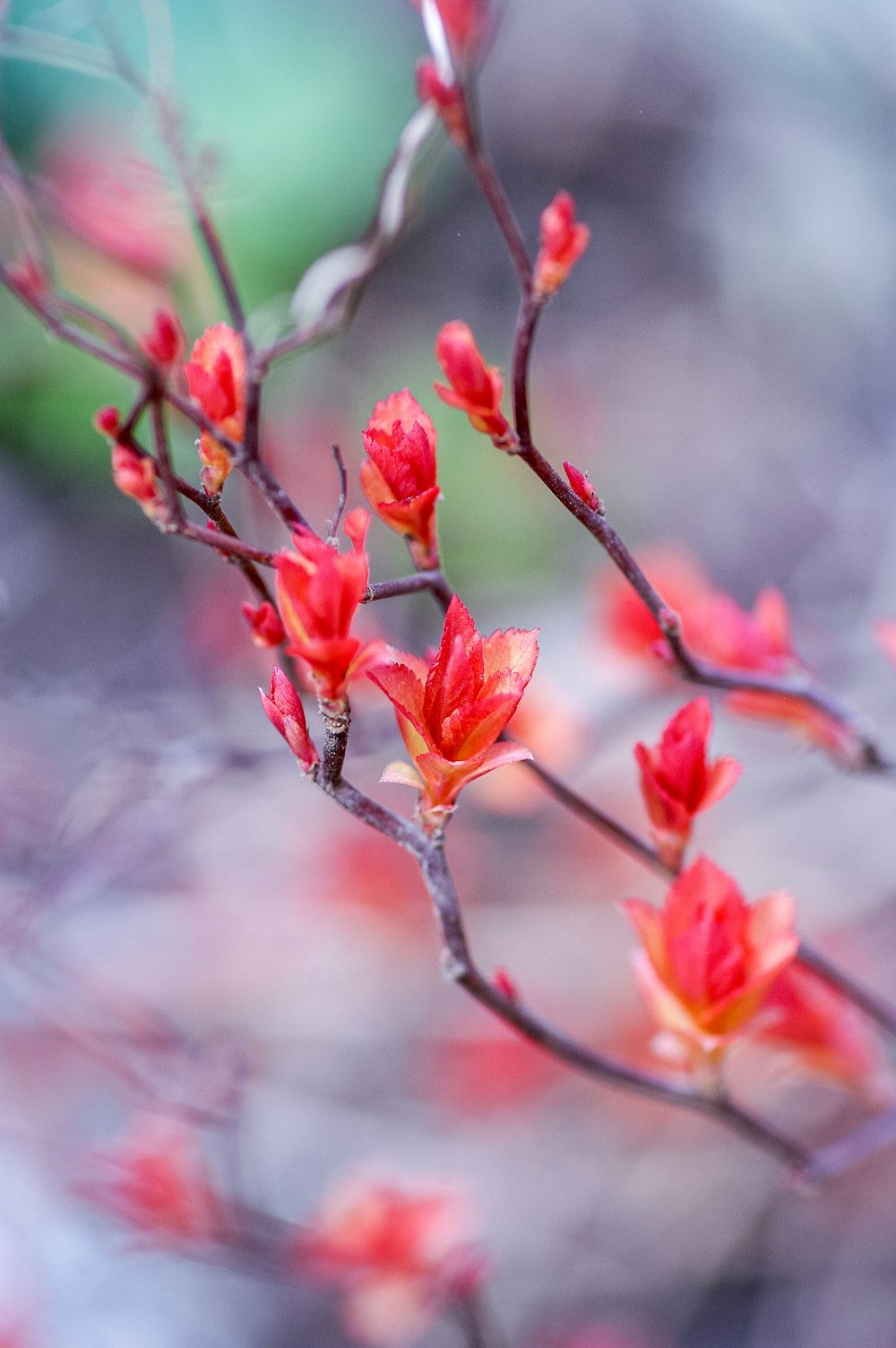 red and yellow flower in tilt shift lens