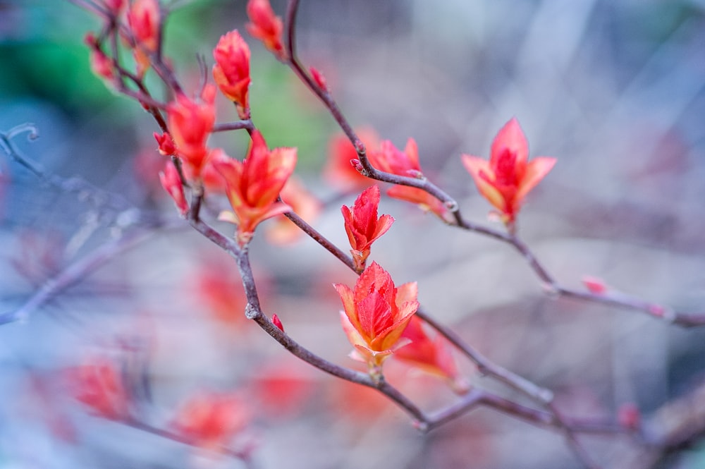 red and yellow flower in tilt shift lens