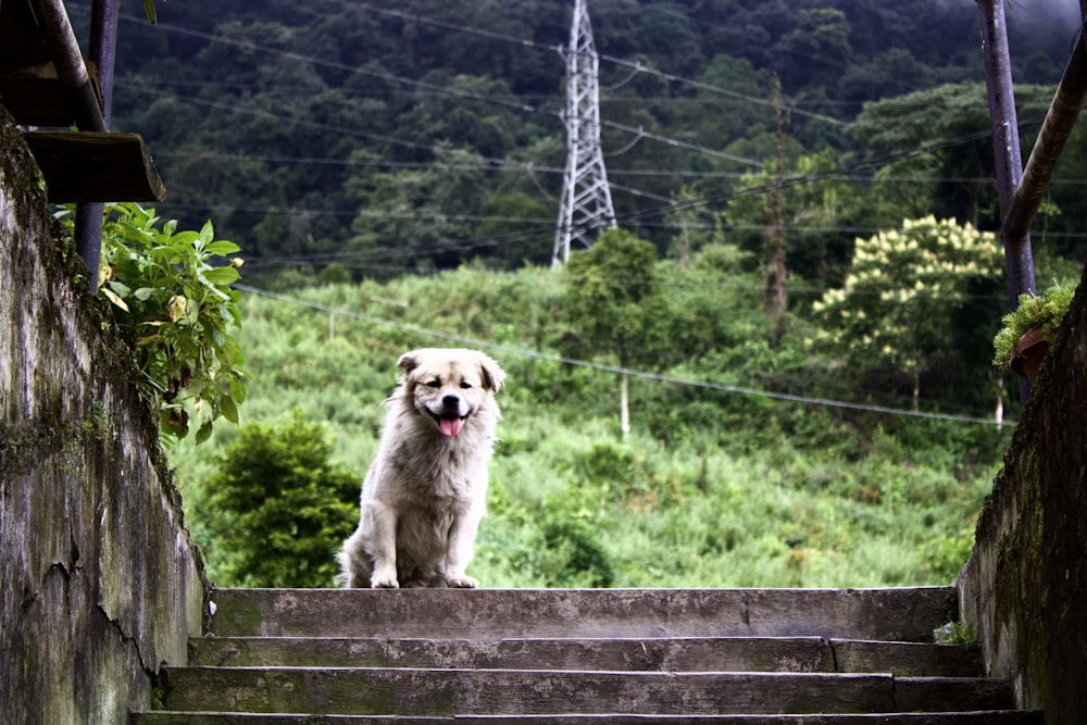 white long coated dog sitting on brown wooden bench during daytime