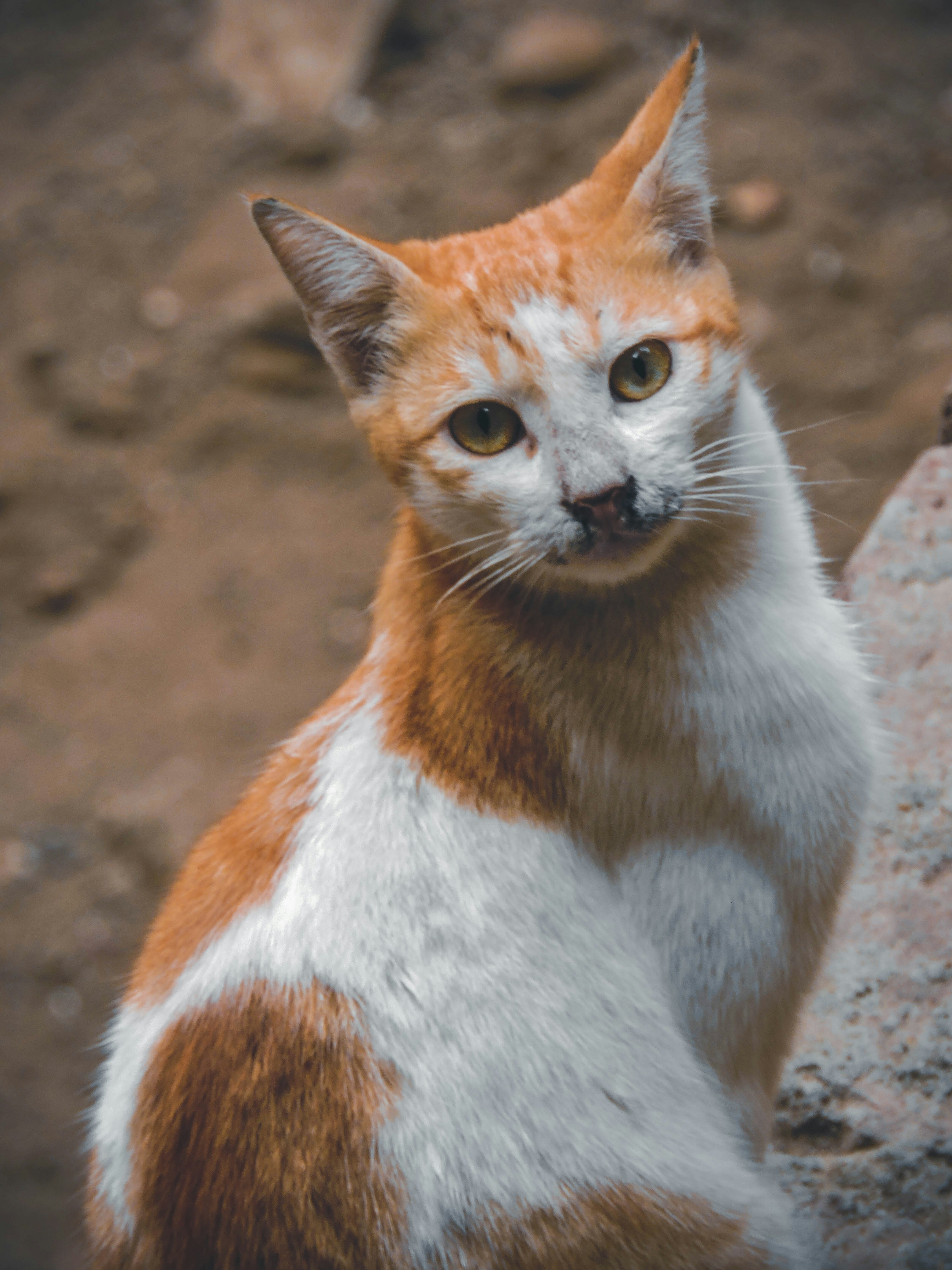 Proailurus: The Original Cat Ancestor (image credits: unsplash)