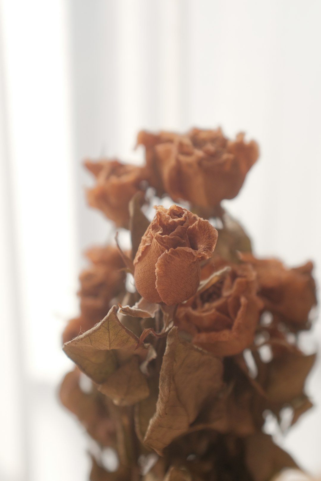 brown dried flower in tilt shift lens