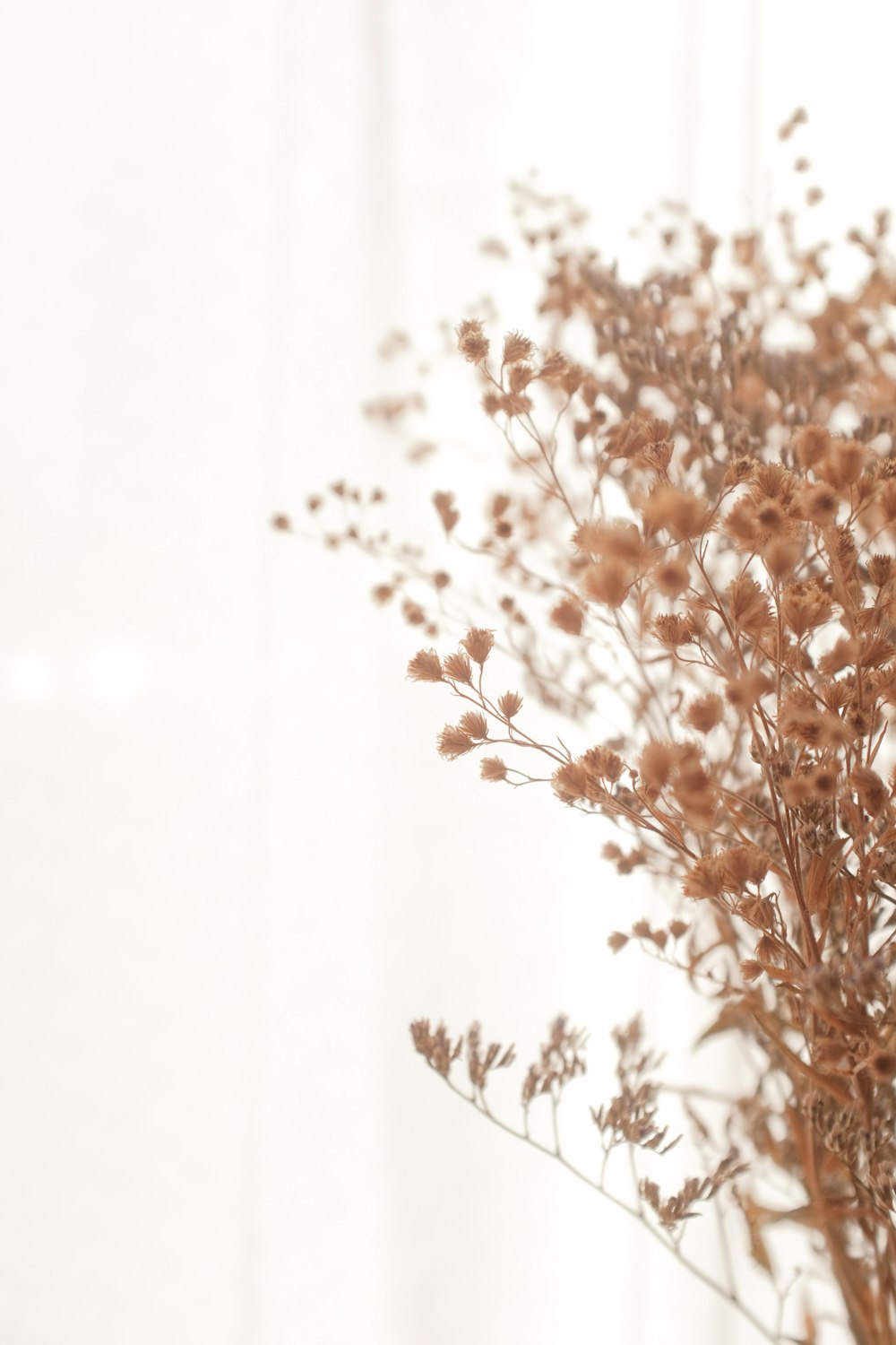 白い背景に茶色と白の花の写真 Unsplashで見つける茶色の無料写真