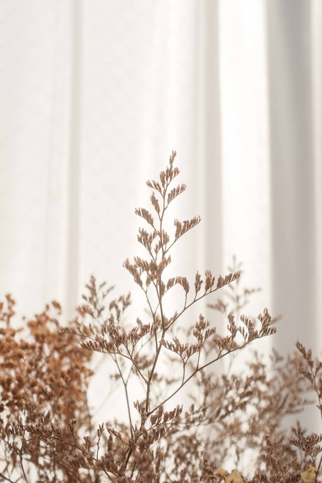 brown plant in front of white curtain