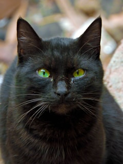 A black cat with striking green eyes stares directly ahead. Its fur is smooth and dark, and the background is blurred, focusing the attention on the cat's face.
