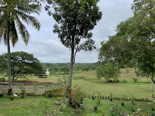 A lush green landscape featuring a round fenced area surrounded by various potted plants. Tall trees, including palm trees, dominate the scene with a mix of open grassy fields extending into the background. A small white structure can be seen in the distance, contributing to a serene rural ambiance.