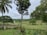 A lush green landscape featuring a round fenced area surrounded by various potted plants. Tall trees, including palm trees, dominate the scene with a mix of open grassy fields extending into the background. A small white structure can be seen in the distance, contributing to a serene rural ambiance.