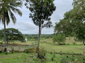 A lush green landscape featuring a round fenced area surrounded by various potted plants. Tall trees, including palm trees, dominate the scene with a mix of open grassy fields extending into the background. A small white structure can be seen in the distance, contributing to a serene rural ambiance.