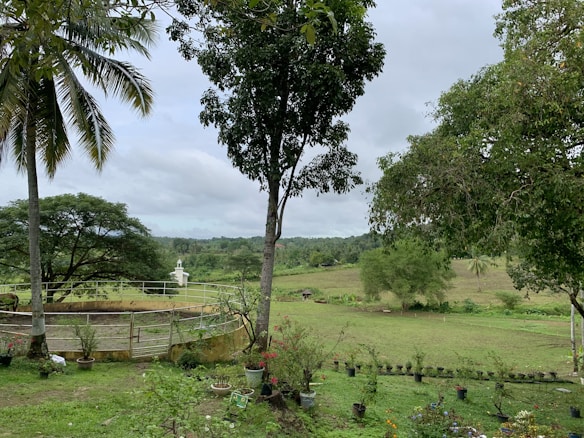 A lush green landscape featuring a round fenced area surrounded by various potted plants. Tall trees, including palm trees, dominate the scene with a mix of open grassy fields extending into the background. A small white structure can be seen in the distance, contributing to a serene rural ambiance.