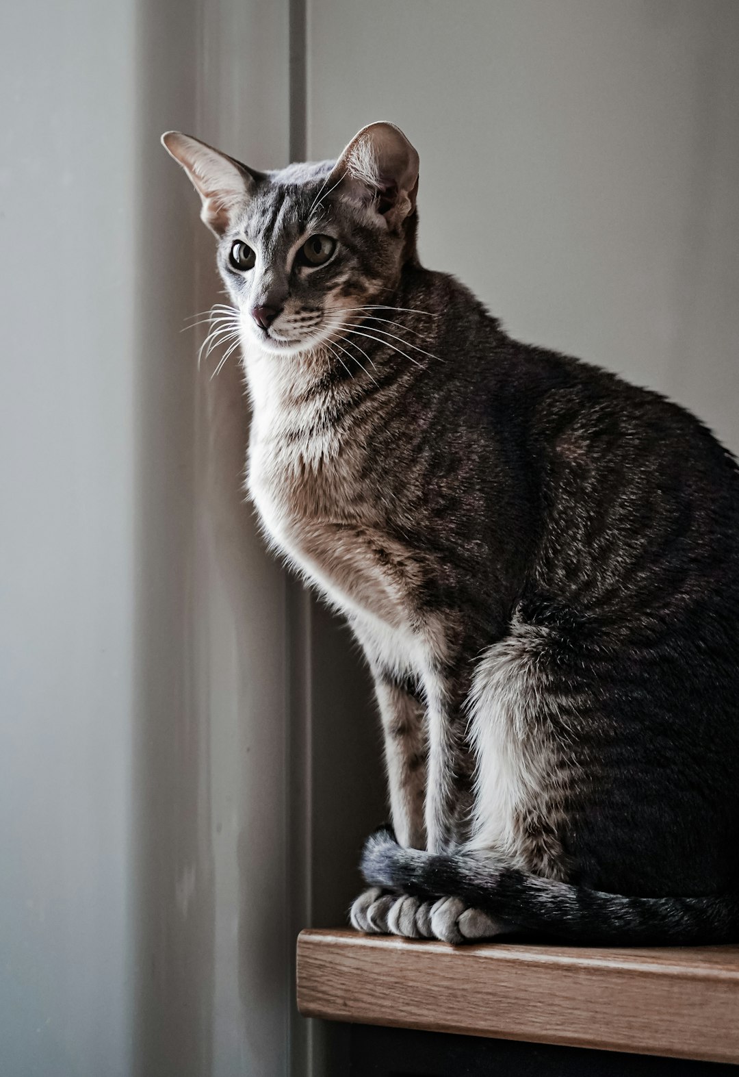 brown tabby cat on white window curtain