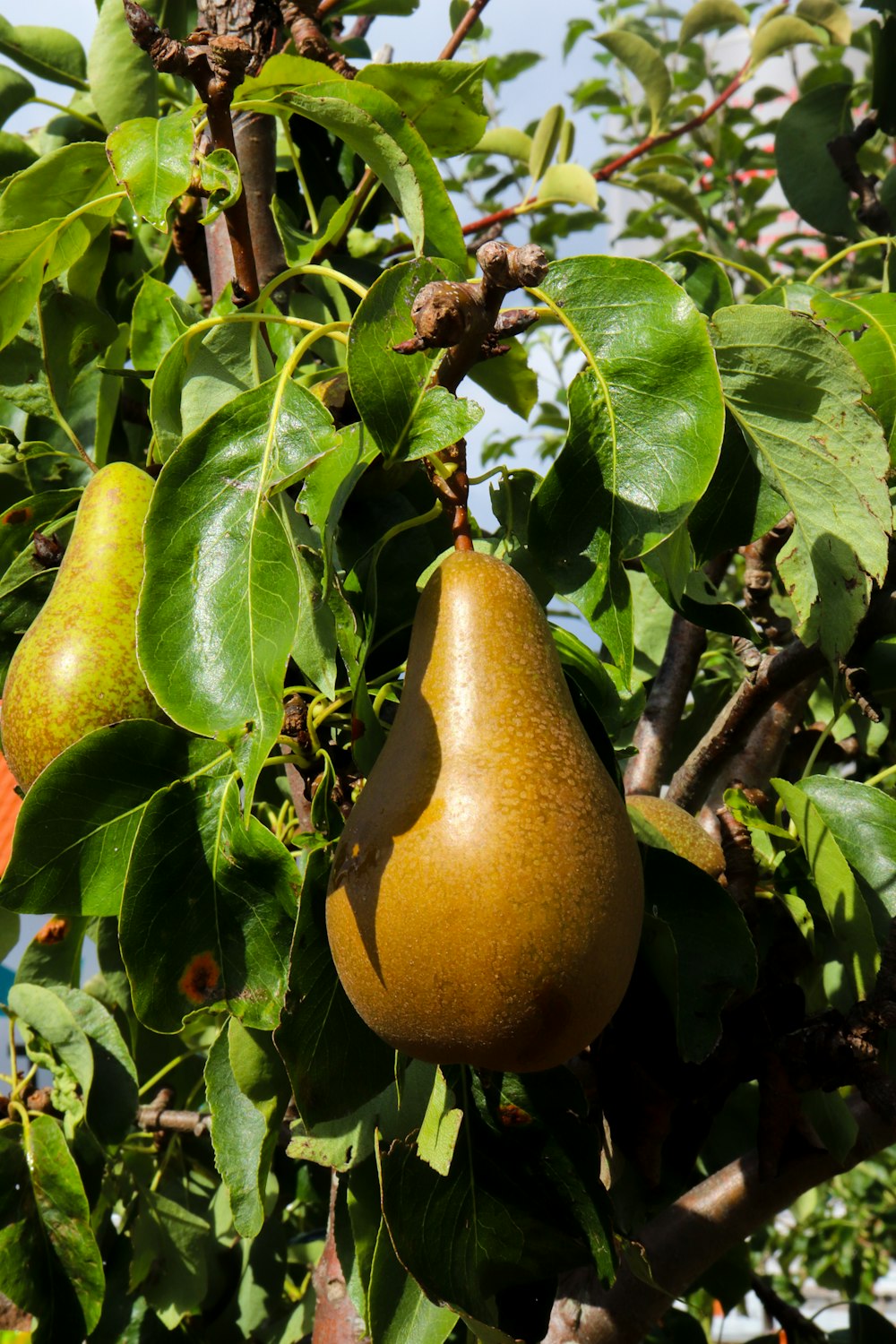 yellow fruit on brown tree