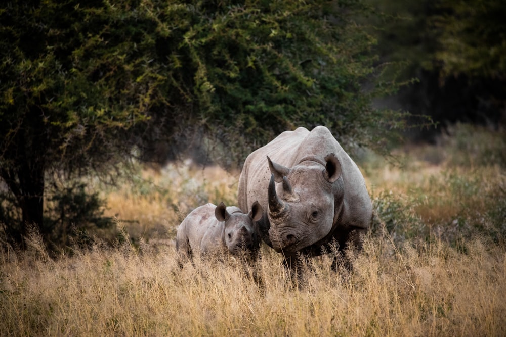 deux rhinocéros sur un champ d’herbe brune pendant la journée