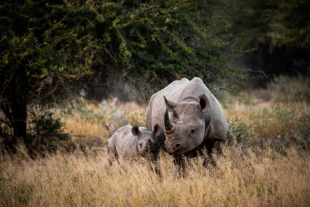 dois rinocerontes no campo de grama marrom durante o dia