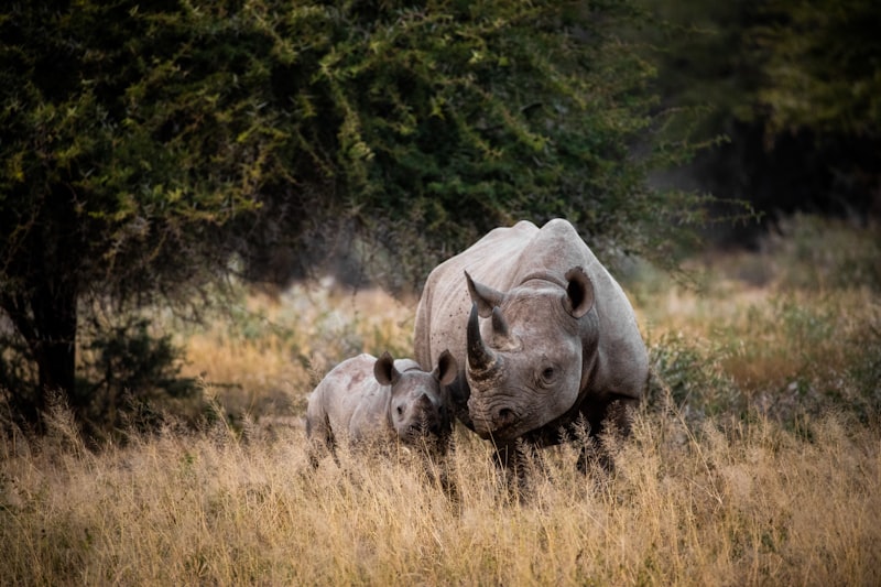 One-horned rhinoceros in Kaziranga grasslands