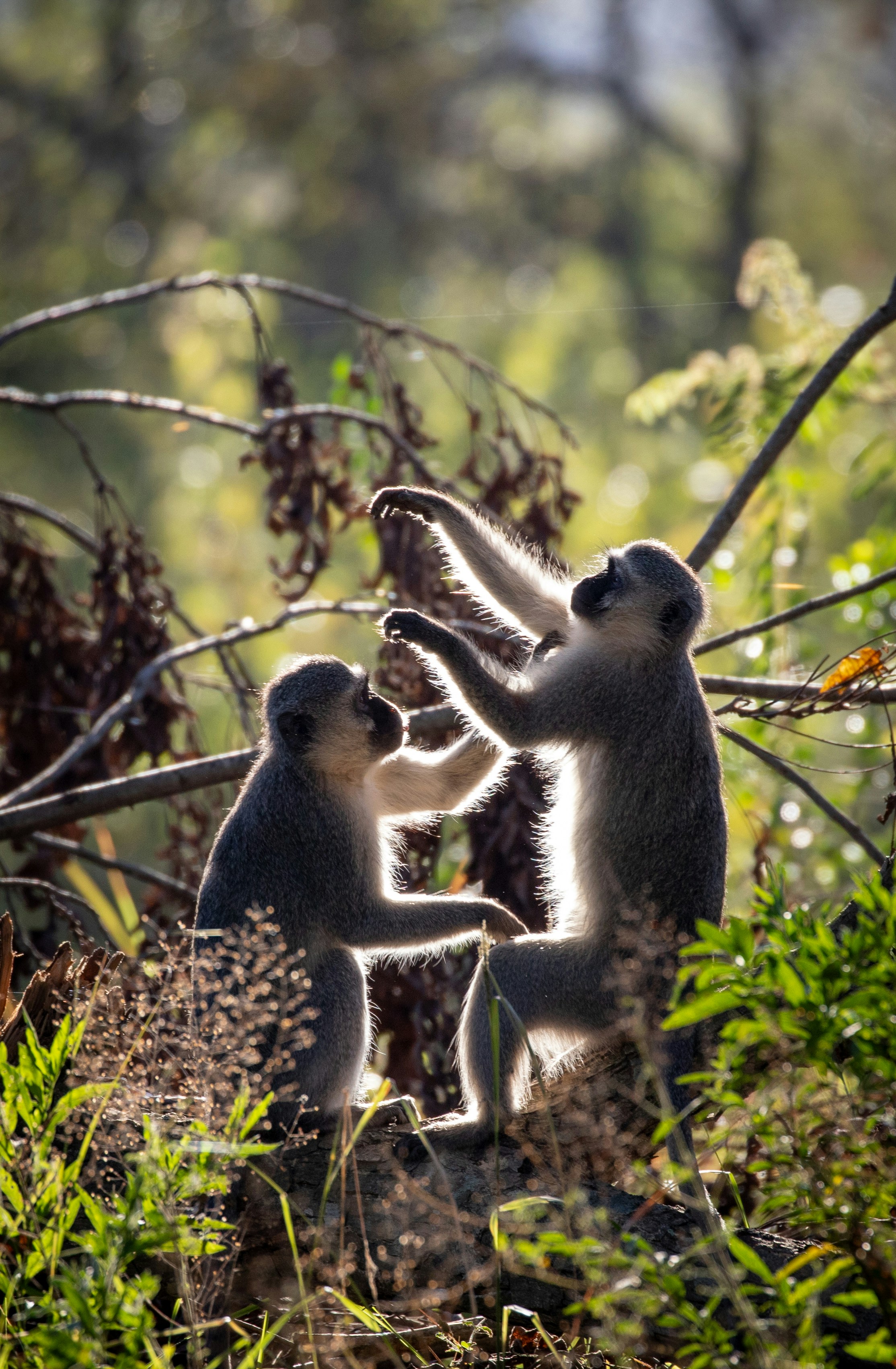 Vervet monkeys grooming one another in the early morning light.</p><p dir=