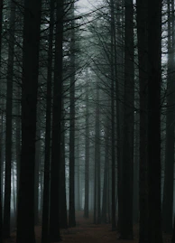 black bare trees in forest during daytime