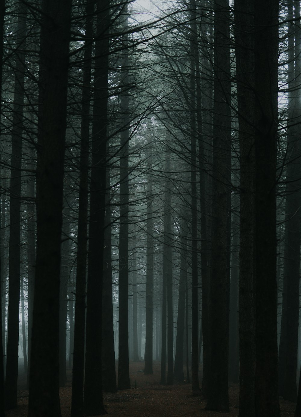 昼間の森の黒い裸木