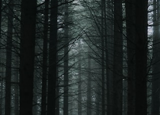 black bare trees in forest during daytime