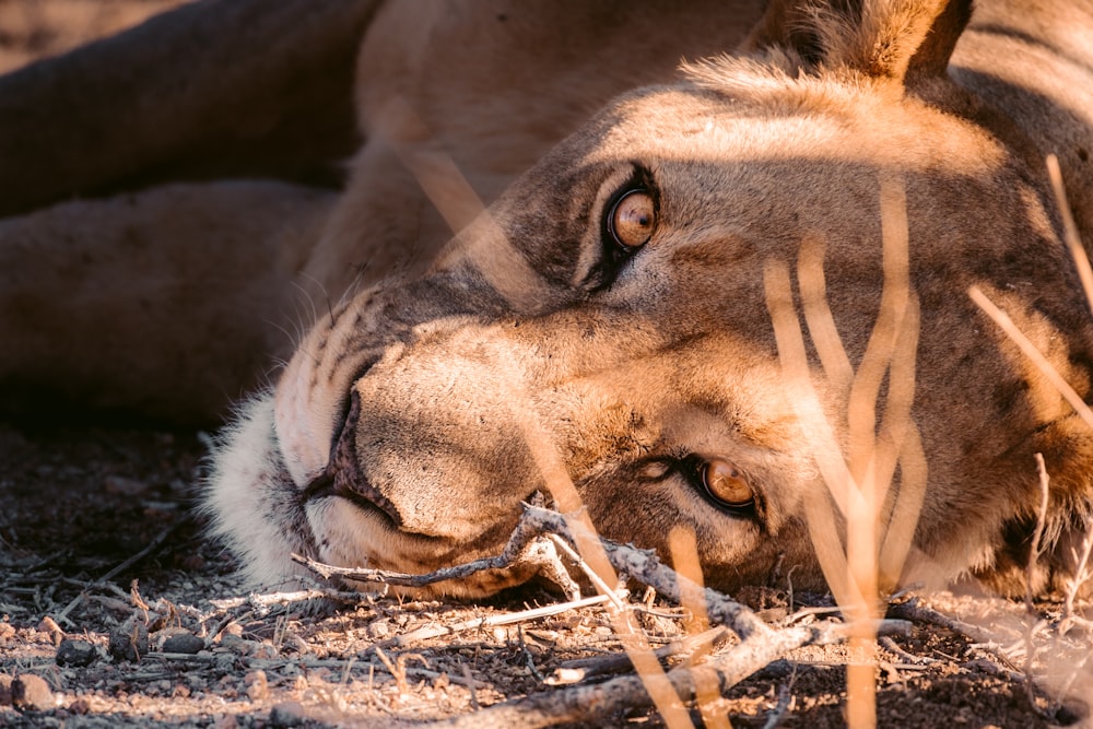 Lion brun couché sur le sol recouvert de neige pendant la journée