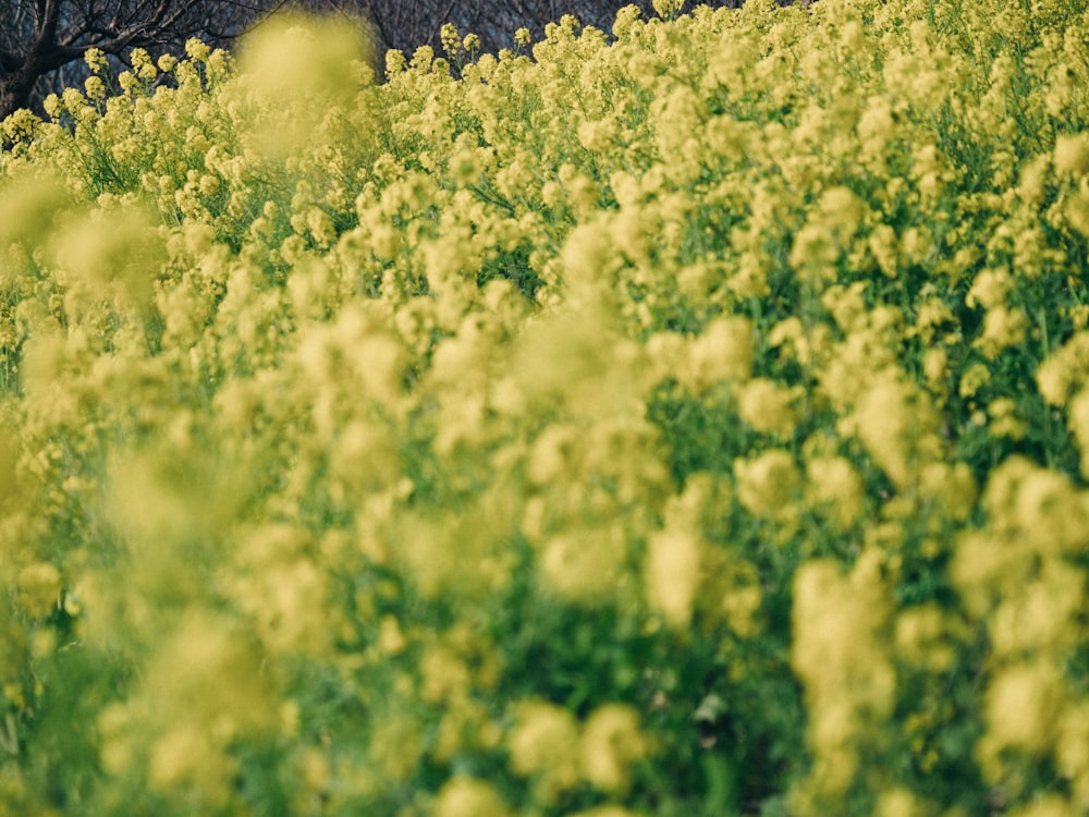 yellow flower field during daytime