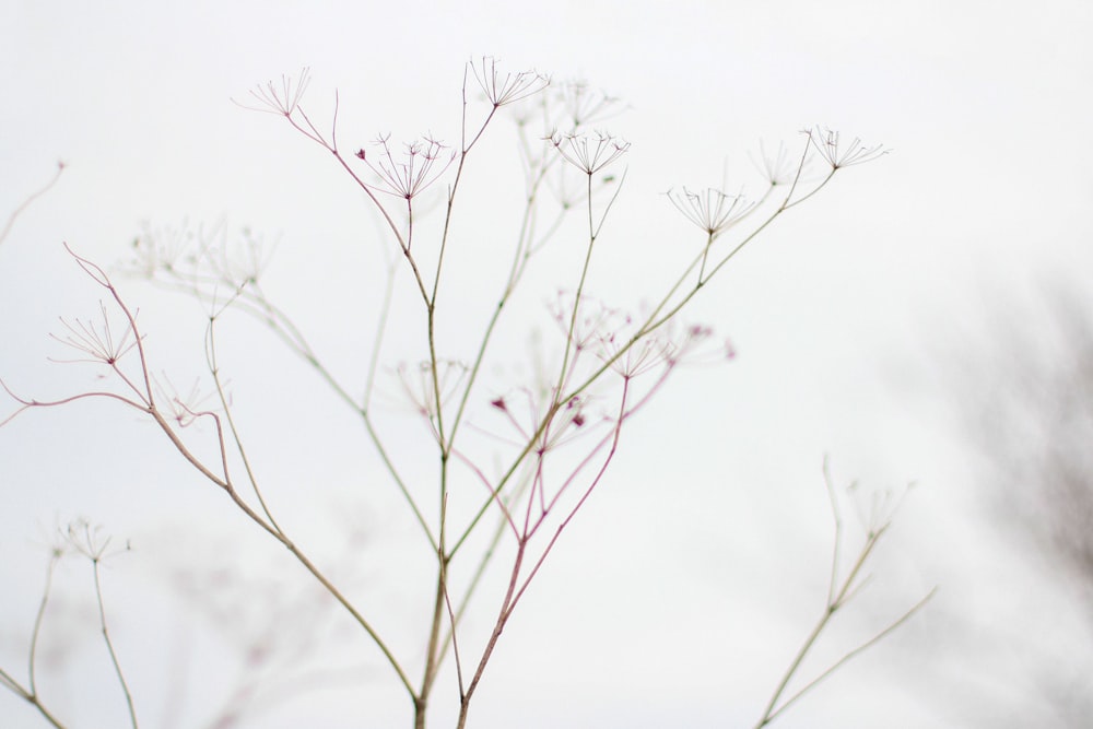 brown leafless tree during daytime