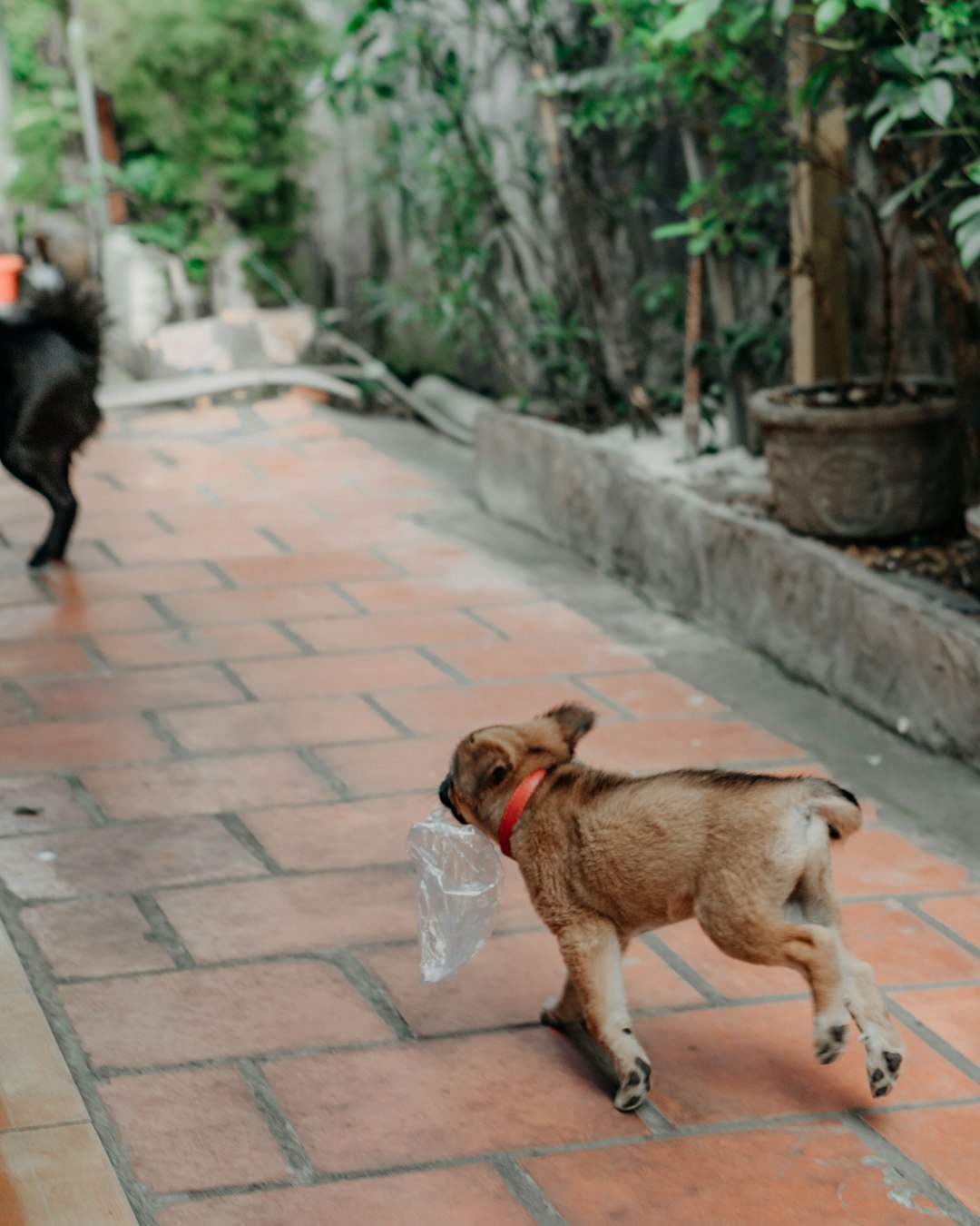 brown short coated medium sized dog sitting on brown brick floor during daytime