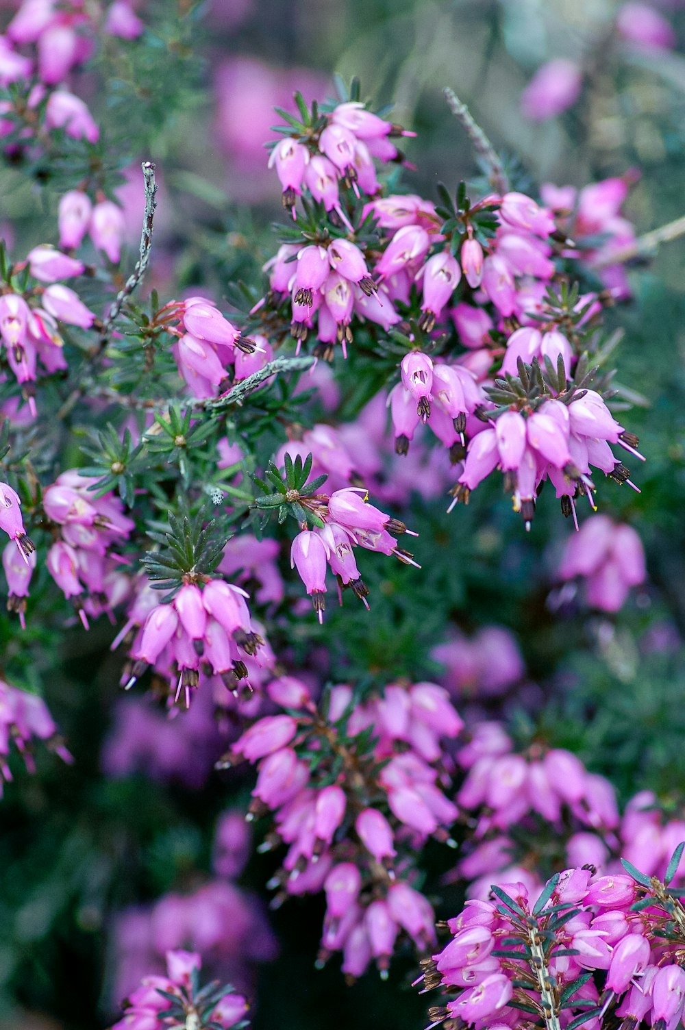 purple flowers in tilt shift lens