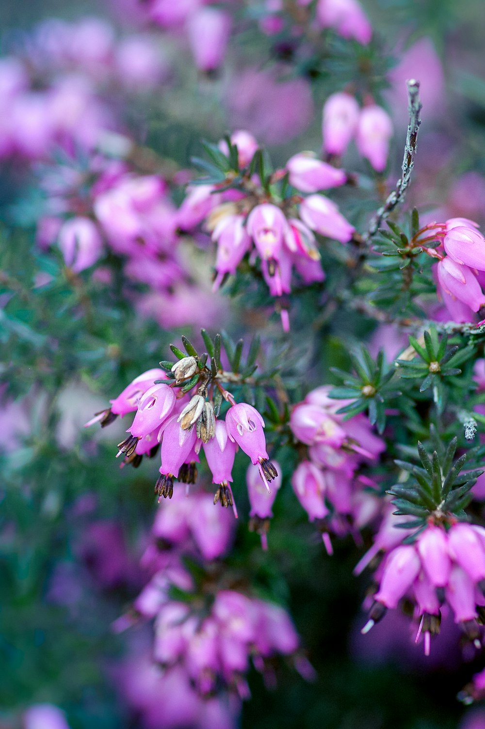 pink flowers in tilt shift lens