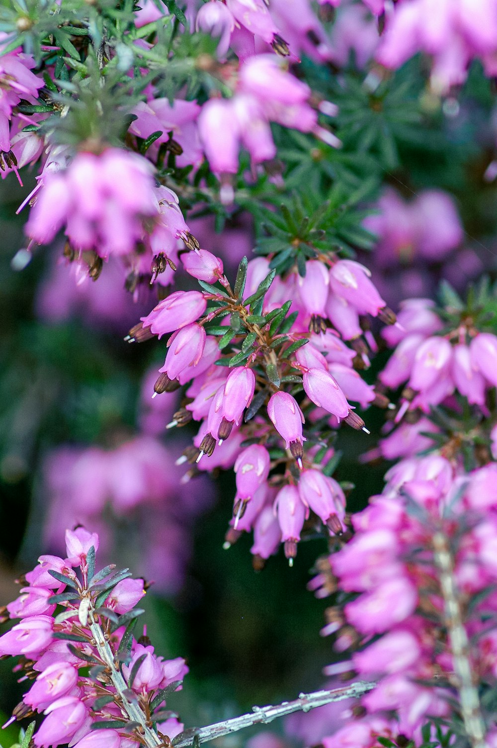 purple flowers in tilt shift lens