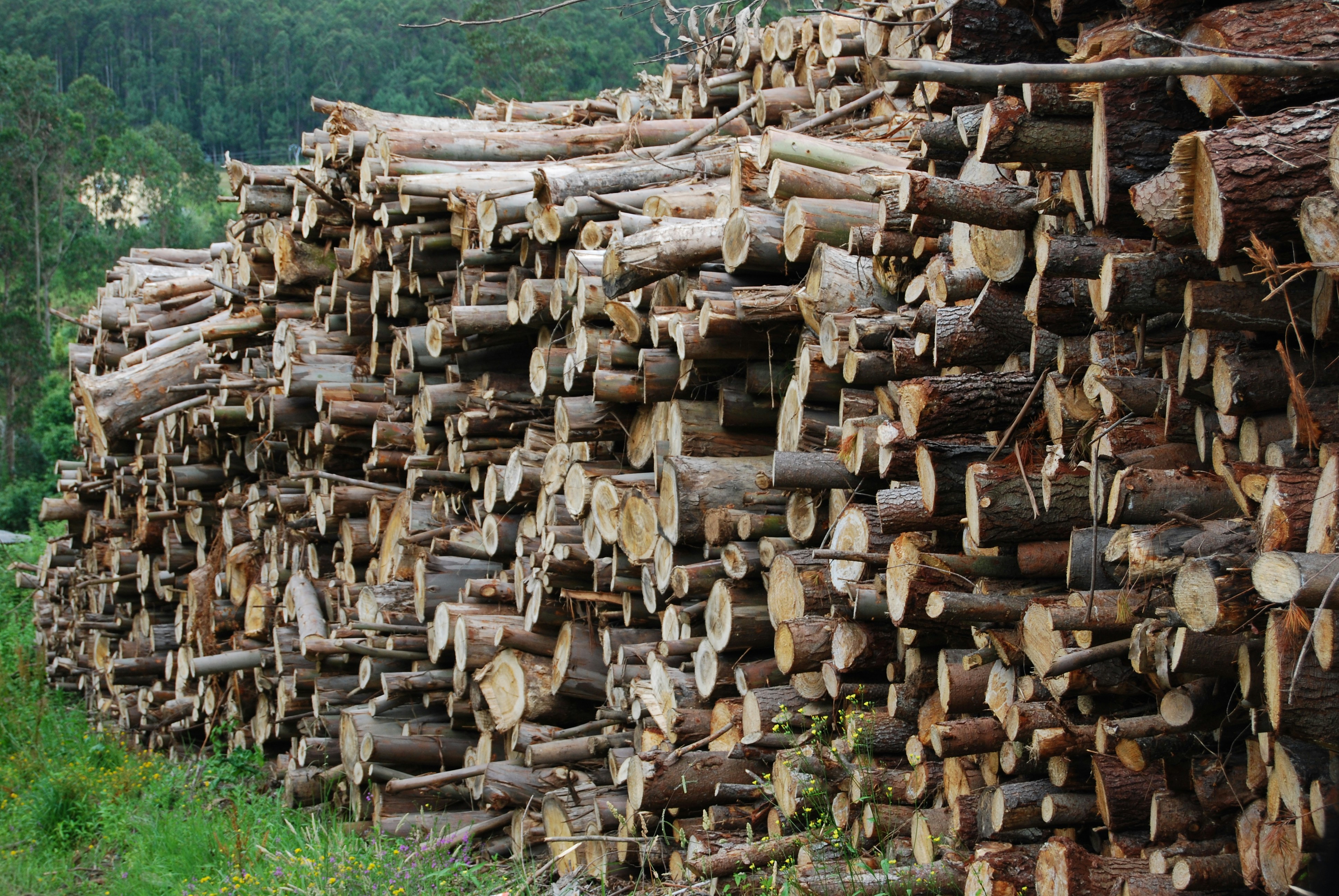 brown wood logs on green grass field during daytime