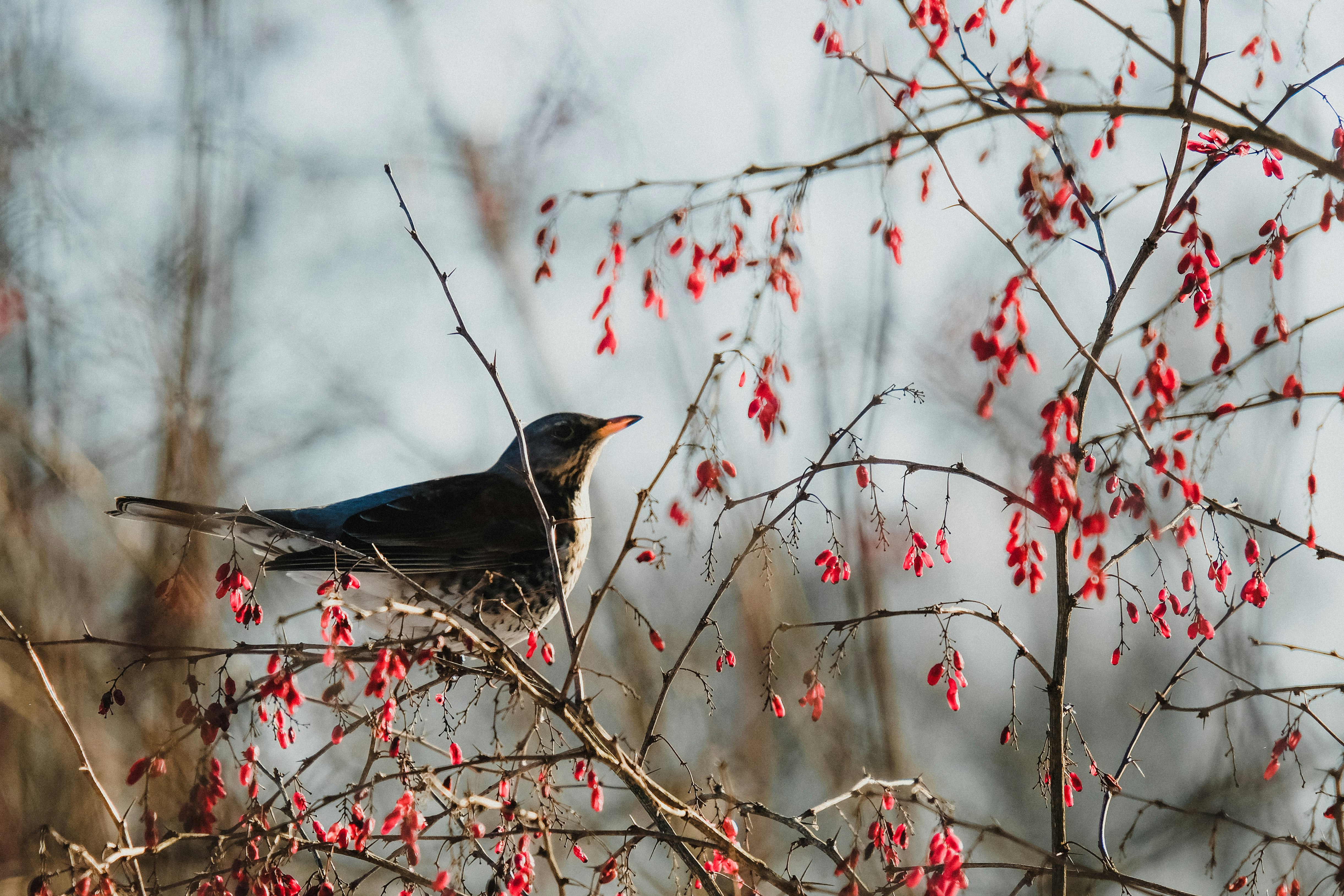 black bird on brown tree branch