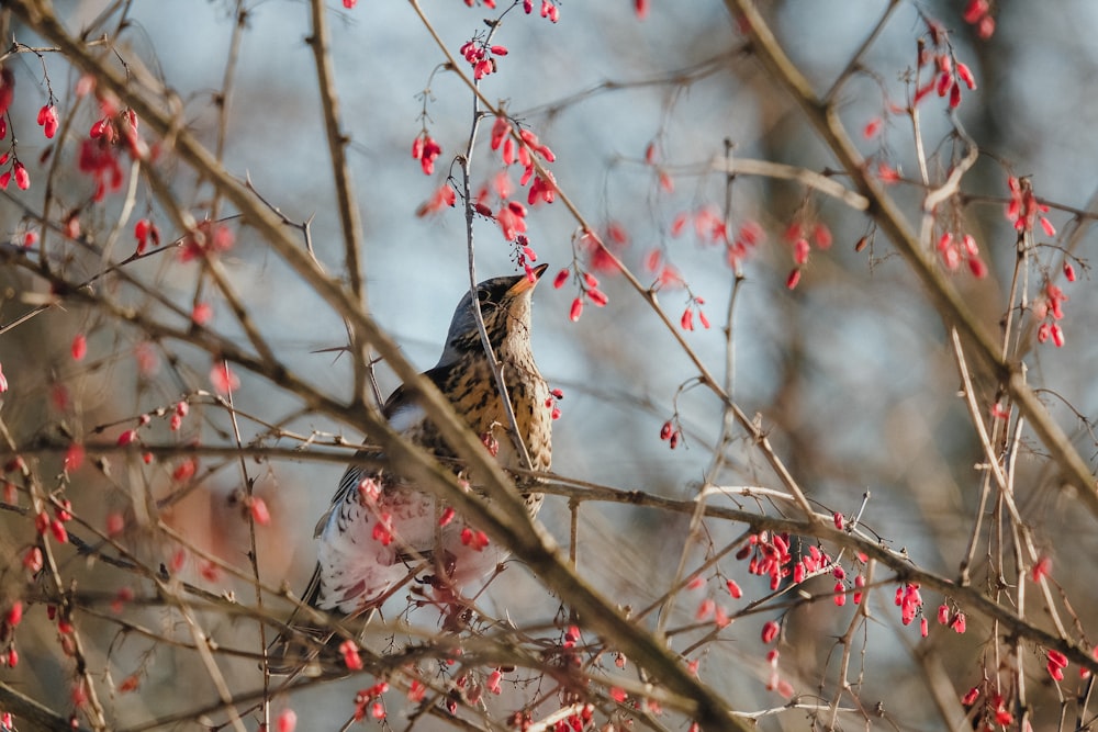 brown and black bird on brown tree branch